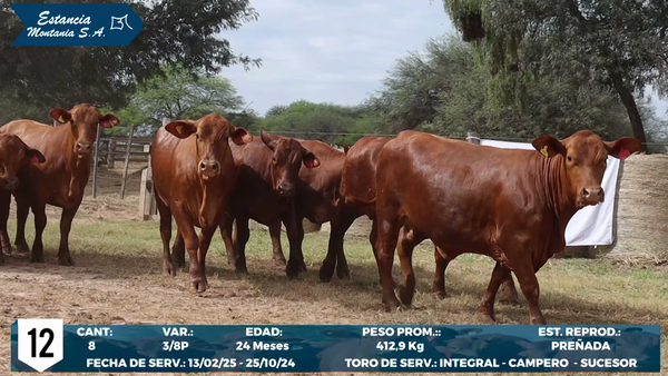Lote LOTE 12