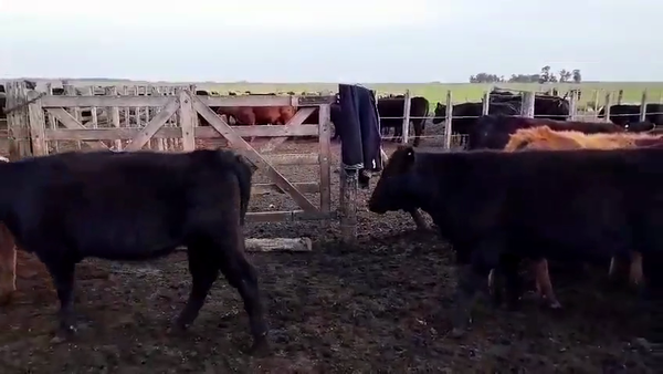 Lote 60 Terneras en Coronel Dorrego