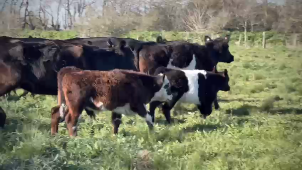 Lote 17 Vacas nuevas C/ cria en Brandsen, Buenos Aires