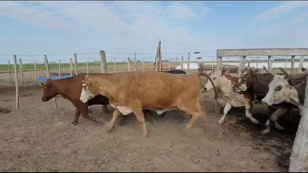 Lote 28 Vacas Brangus, Braford y sus cruzas en San Cristóbal, Santa Fe