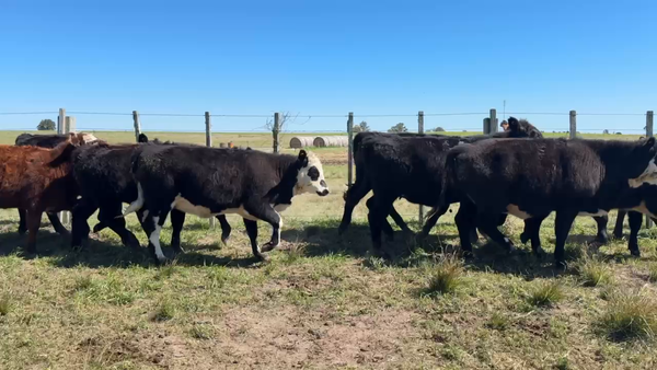 Lote TERNEROS Y TERNERAS