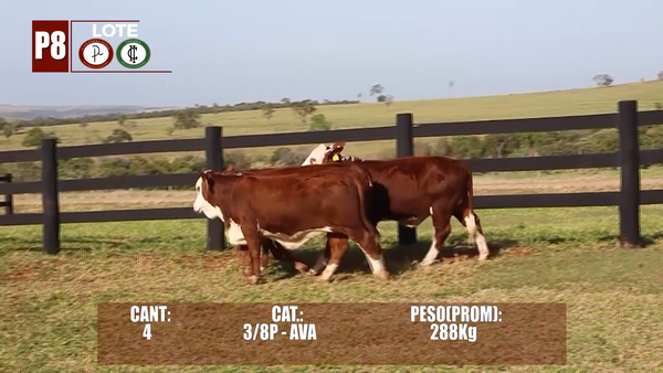 Lote Lote P8 Hembras por Pantalla