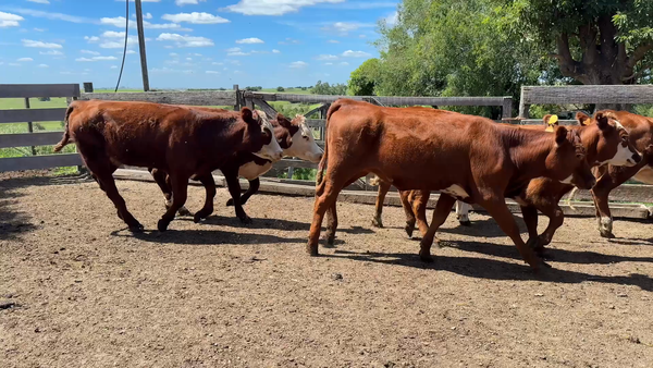 Lote VAQUILLONAS 1 a 2 AÑOS
