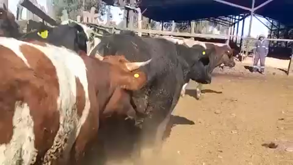 Lote 45 Novillo Gordo en Linares, VII  Región Maule