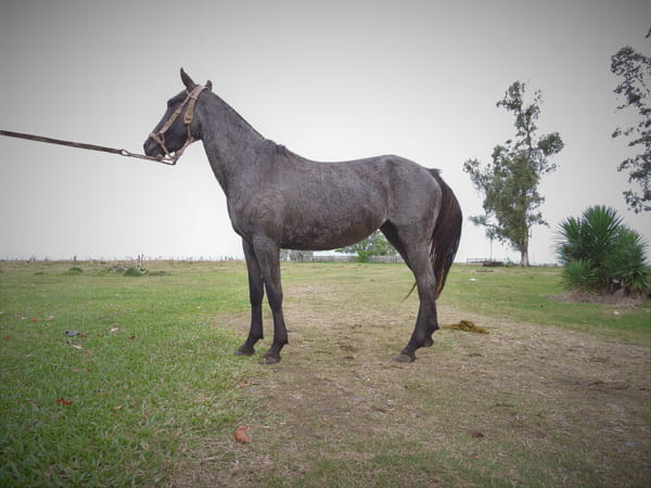 Lote AGAYA EL TACUARAL - R.P. 348