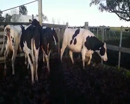 Lote 5 Vaquillonas  HOLANDO 450kg - , San José