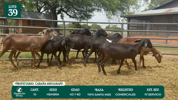 Lote LOTE 39 - POR PANTALLA
