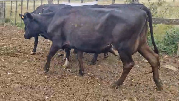 Lote 4 Vaca 460kg - , San José