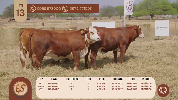 Lote VAQUILLAS CBO 4 PREÑADAS