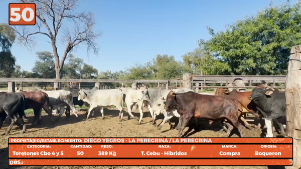 Lote LOTE 50