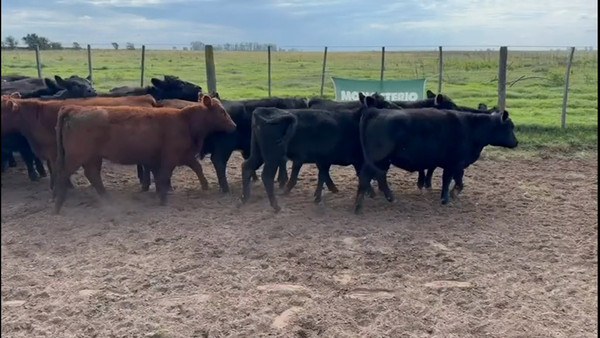 Lote 45 Terneras en La Pampa, Trenel