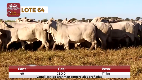 Lote Reproductores de Alborada - Lote 64
