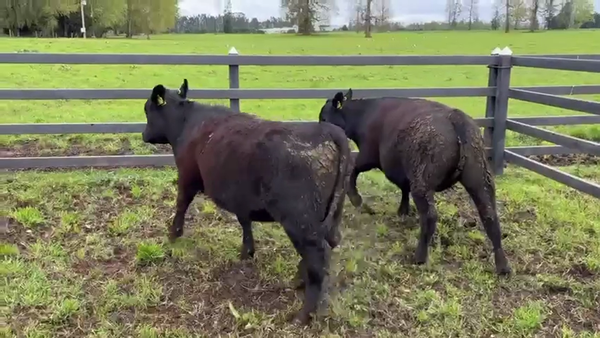 Lote 2 Vaquilla Encaste