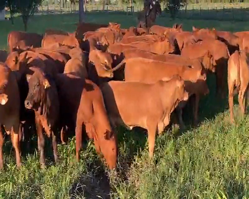 Lote 100 Terneros en Gral. San Martín, Chaco