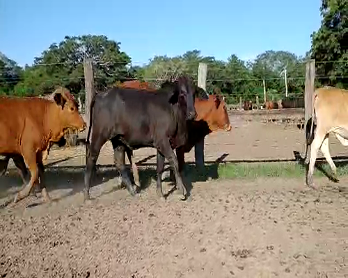 Lote 110 Terneras en Misión San Fco., Formosa