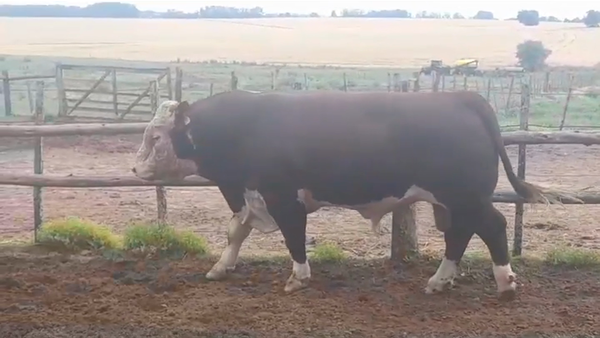 Lote Toros POLLED HEREFORD en YOUNG