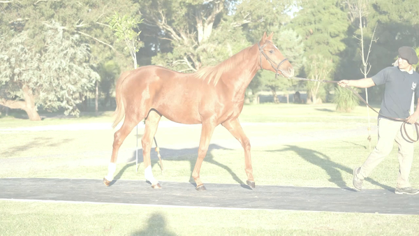 Lote PNEUS SMILE (PNEUMATIC -  HIDDEN SMILE  por  Roman Ruler )
