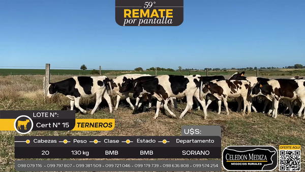 Lote 20 Terneros en Soriano