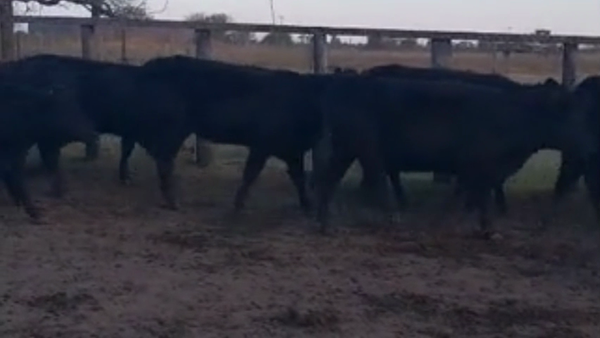 Lote 35 Vaquillonas preñadas