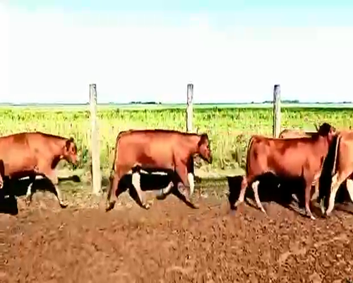 Lote 40 Terneros en Assunta, Córdoba