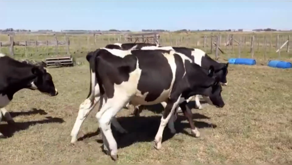 Lote 59 NTOS. O/N, GRAL. PINTO, PCIA. DE BS. AS.