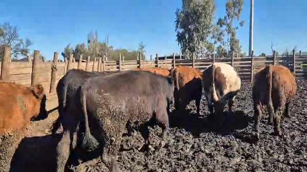 Lote 45 Novillo Gordo en Pelarco, VII  Región Maule