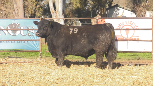 Lote TOROS ANGUS NEGROS  PC