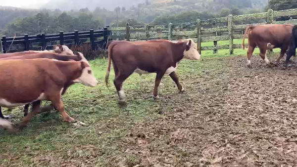 Lote 54 Novillo Engorda en Coyhaique, XI Región Aysén