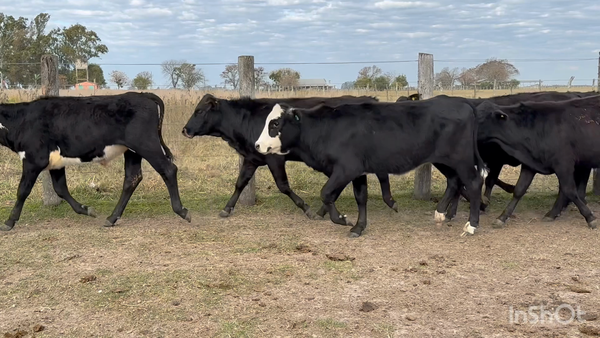 Lote 106 Terneros/as en Corrientes, Mariano I. Loza