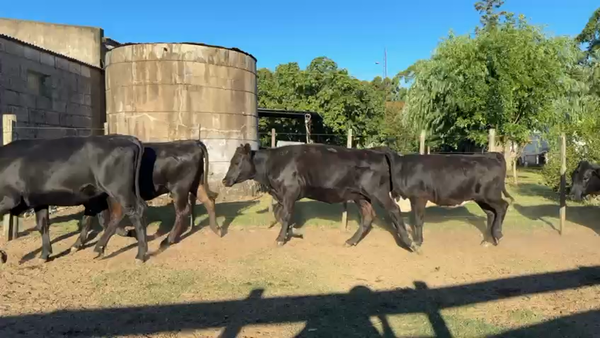 Lote VAQUILLONAS 1 a 2 AÑOS
