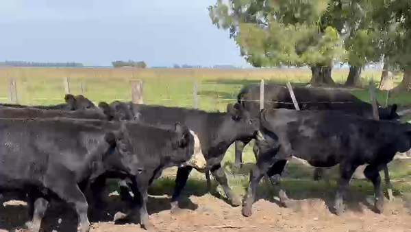 Lote 16 Terneros/as en Magdalena, Buenos Aires