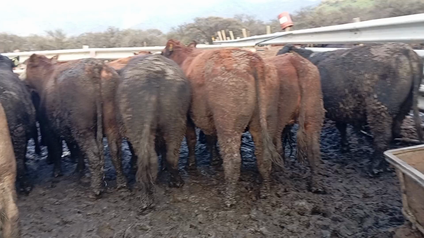 Lote 45 Novillo Gordo