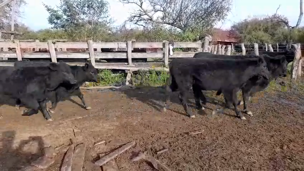 Lote 75 Terneros/as en Entre Ríos, Conscripto Bernardi
