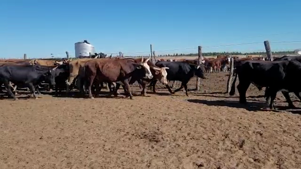Lote 33 Novillos Braford y sus cruzas en Esquina, Corrientes