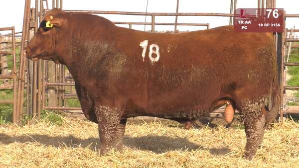 18 3156 — TOROS ANGUS COLORADOS  PC