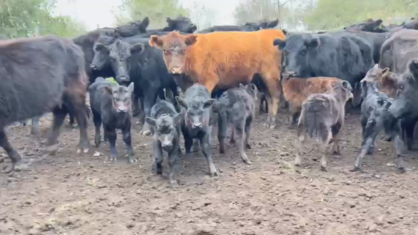 Lote 75 Vaquillonas C/ cria en Brandsen, Buenos Aires