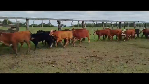 Lote 150 Terneros/as en Corrientes, San Cosme