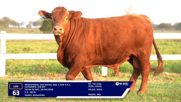 Lote LOTE 63