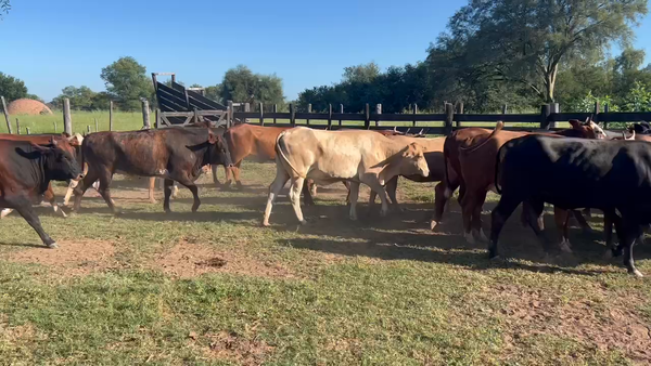 Lote 32 Vaquillonas preñadas en Juan José Castelli, Chaco