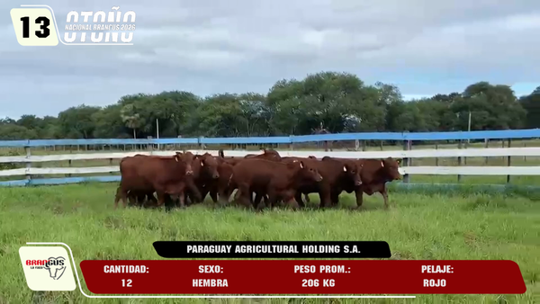 Lote LOTE 13
