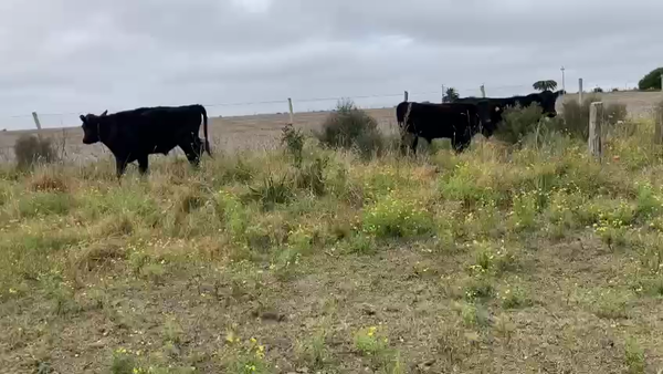 Lote 3 Terneros Cr AA, San José