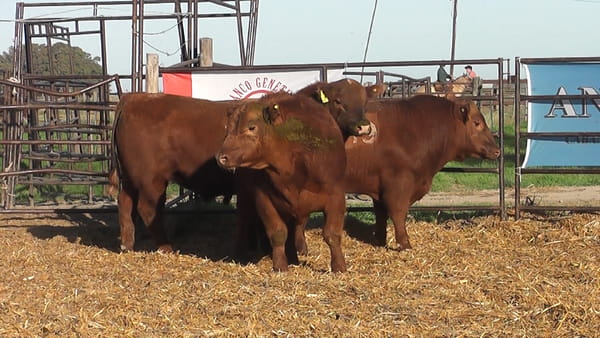Lote TOROS ANGUS COLORADOS PC