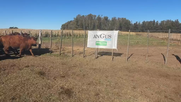 Lote 48 Novillitos y Vaquillonas en Daireaux