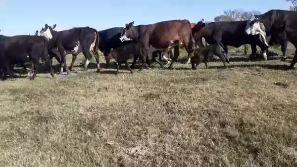 Lote 47 Vacas C/ cria Braford y sus crías en Nuevo Torino, Santa Fe
