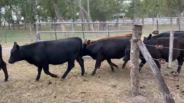 Lote 60 Terneras en La Plata, Buenos Aires