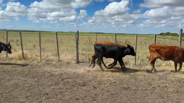 Lote TERNERAS