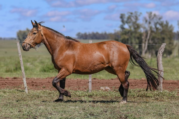 Lote DEL SILENCIO PERICA