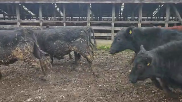 Lote 54 Novillo Engorda en Los Lagos, XIV Región Los Ríos