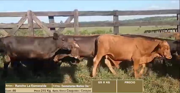 Lote LOTE 6 - 80 DESMAMANTES MACHOS CBO 1
