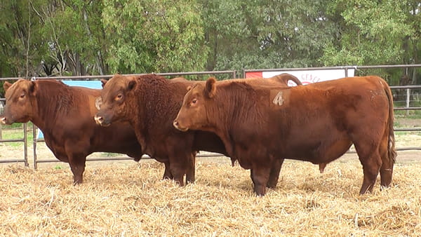 Lote TOROS ANGUS COLORADOS PC